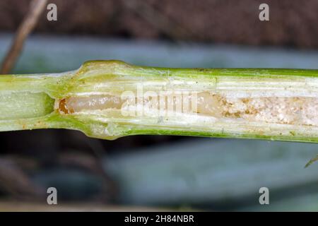 Larve von Stem Borer Sawfly Cephus pygmaeus (Cephidae) im Halm von Getreide. Es ist ein wichtiger Schädling von Getreide. Stockfoto