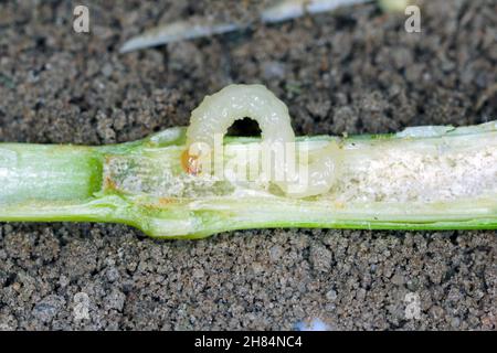 Larve von Stem Borer Sawfly Cephus pygmaeus (Cephidae) im Halm von Getreide. Es ist ein wichtiger Schädling von Getreide. Stockfoto