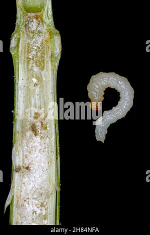 Larve von Stem Borer Sawfly Cephus pygmaeus (Cephidae). Es ist ein wichtiger Schädling von Getreide. Stockfoto