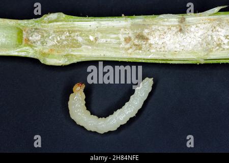Larve von Stem Borer Sawfly Cephus pygmaeus (Cephidae). Es ist ein wichtiger Schädling von Getreide. Stockfoto