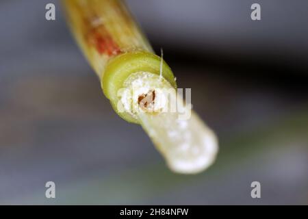 Larve von Stem Borer Sawfly Cephus pygmaeus (Cephidae) im Halm von Getreide. Es ist ein wichtiger Schädling von Getreide. Stockfoto
