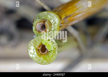 Larve von Stem Borer Sawfly Cephus pygmaeus (Cephidae) im Halm von Getreide. Es ist ein wichtiger Schädling von Getreide. Stockfoto