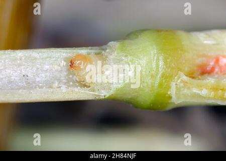 Larve von Stem Borer Sawfly Cephus pygmaeus (Cephidae) im Halm von Getreide. Es ist ein wichtiger Schädling von Getreide. Stockfoto