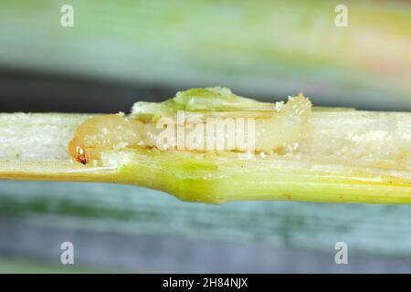 Larve von Stem Borer Sawfly Cephus pygmaeus (Cephidae) im Halm von Getreide. Es ist ein wichtiger Schädling von Getreide. Stockfoto