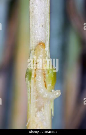 Larve von Stem Borer Sawfly Cephus pygmaeus (Cephidae) im Halm von Getreide. Es ist ein wichtiger Schädling von Getreide. Stockfoto