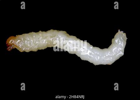 Larve von Stem Borer Sawfly Cephus pygmaeus (Cephidae). Es ist ein wichtiger Schädling von Getreide. Stockfoto