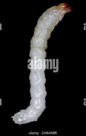 Larve von Stem Borer Sawfly Cephus pygmaeus (Cephidae). Es ist ein wichtiger Schädling von Getreide. Stockfoto