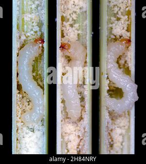 Larve von Stem Borer Sawfly Cephus pygmaeus (Cephidae) im Halm von Getreide. Es ist ein wichtiger Schädling von Getreide. Stockfoto