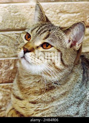 Porträt einer golden gestromten Chinchilla-Katze auf einem Backsteinwand-Hintergrund, Katzen und Katzen im Haus, Haustiere, ihre Fotos und ihr Leben Stockfoto