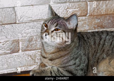 Tabby Tiger chinchilla Schottische Katze auf dem Hintergrund einer Ziegelmauer, Katzen und Katzen im Haus, Haustiere ihre Fotos und ihr Leben Stockfoto