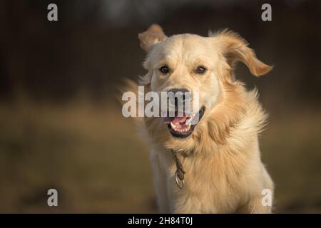 Porträt eines schönen, im Herbst laufenden goldenen Retriever-Hundes über eine Wiese Stockfoto