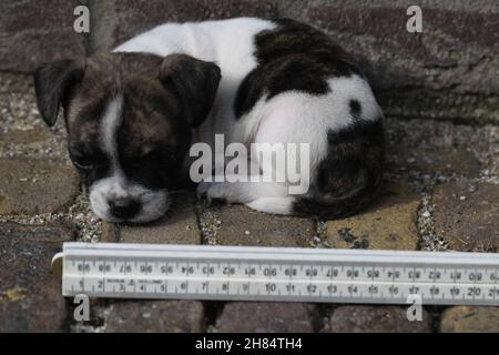 Ein Chibull-Pup liegt auf dem Boden gegen die Wand. Stockfoto