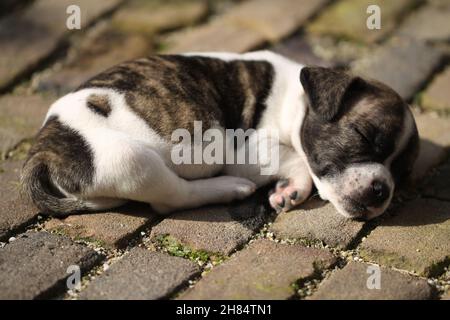 Ein Chibull-Welpen schläft in der Sonne. Stockfoto