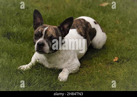 Chibull liegt im Gras, French Bulhuahua. Stockfoto