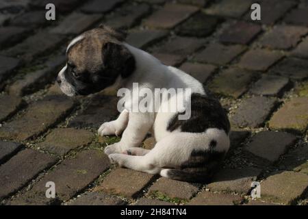 Ein sechswöchiger Chibull-Pup sitzt auf dem Bürgersteig. Stockfoto