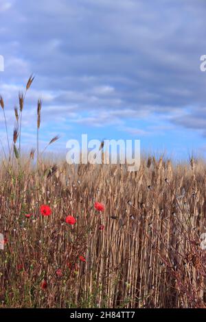 Ähren aus Weizen mit Mohnblumen am wolkigen Himmel. Stockfoto