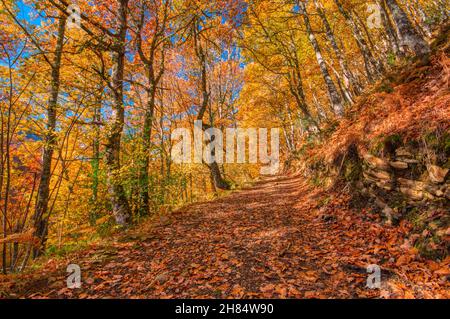 Herbstlandschaft im Redes-Wald, Asturien Spanien. Buchenwald Stockfoto