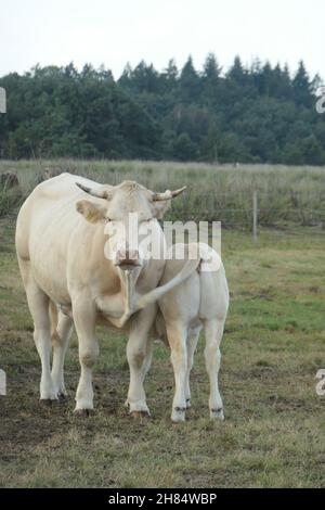 Eine weiße Kuh und ein Kalb kuscheln auf der Weide, von vorne gesehen und aus nächster Nähe. Stockfoto