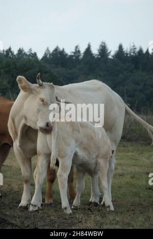 Eine weiße Kuh und ein Kalb kuscheln auf der Weide, von vorne gesehen und aus nächster Nähe. Stockfoto