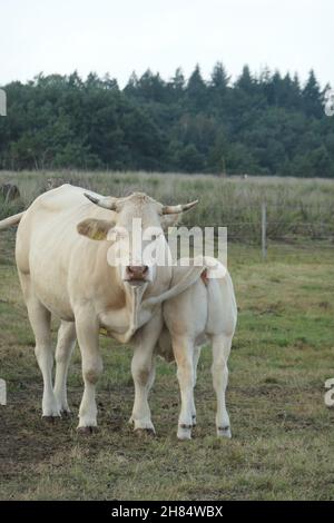 Eine weiße Kuh und ein Kalb kuscheln auf der Weide, von vorne gesehen und aus nächster Nähe. Stockfoto