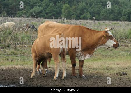 Braune Kuh mit braunem Kalb zusammen auf der Wiese. Kalbsgetränke von der Kuh. Stockfoto