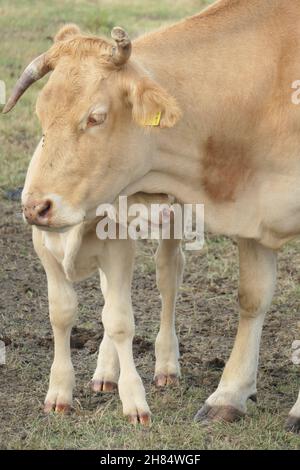 Eine weiße Kuh und ein Kalb kuscheln auf der Weide, von vorne gesehen und aus nächster Nähe. Stockfoto