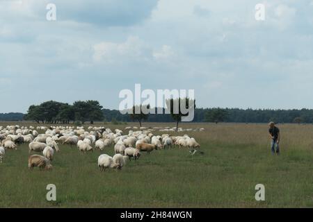 Eine Schafherde mit Hirten und Hund in einem Naturschutzgebiet. Niederlande. Stockfoto