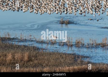 Graupfeifer (Pluvialis squatarola) in einem typischen Lebensraum Stockfoto