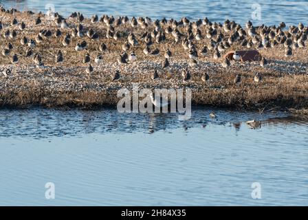 Graupfeifer (Pluvialis squatarola) in einem typischen Lebensraum Stockfoto