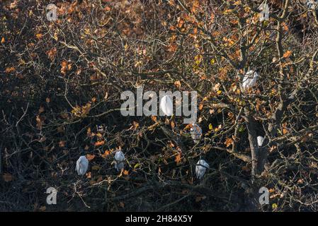 Roosting Little Egrets (Egretta garzetta) Stockfoto