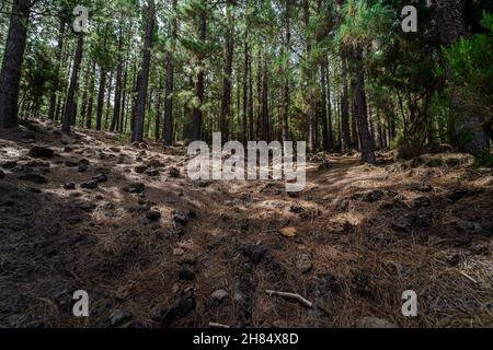 Kiefernwald am Berghang. Teneriffa. Kanarische Inseln. Spanien. Stockfoto