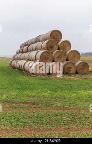 Eine Gruppe von gerollten Strohballen, die in einer Pyramidenform gestapelt sind, stapelt sich im Freien in der Tschechischen Republik. Viehfutter. Herbstnebeliger Tag. Stockfoto