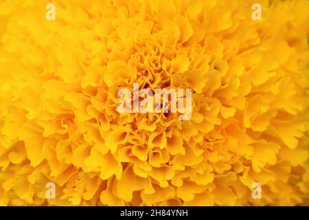 Artikeldetails Gelbe Ringelblumen Blume Makrofotografie. Zarte Textur, hoher Kontrast und filigrane Blumenmuster. Blumenkopf in der Mitte der Fra Stockfoto