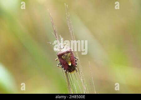 Dolycoris baccarum, der Schlehenkäfer, ist eine Art von Schildwanze aus der Familie Pentatomidae auf Gerste Stockfoto