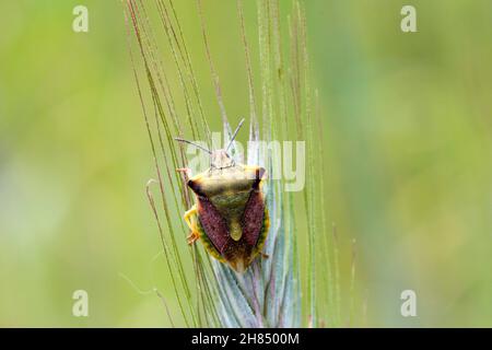 Der Schildbug Carpocoris fuscispinus Makro. Ein Insekt, das auf einem Halm Getreide ruht. Stockfoto