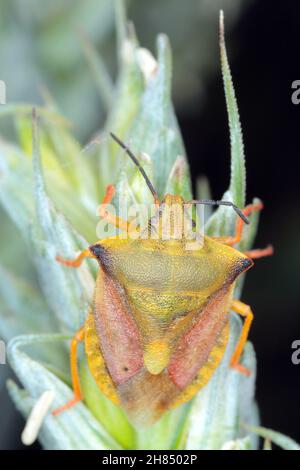 Der Schildbug Carpocoris fuscispinus Makro. Ein Insekt, das auf einem Halm Getreide ruht. Stockfoto