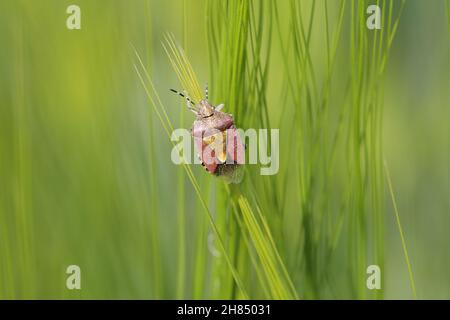 Dolycoris baccarum, der Schlehenkäfer, ist eine Art von Schildwanze aus der Familie Pentatomidae auf Gerste Stockfoto