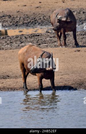Kaffernbüffel, Kapbüffel, Afrikanischer Büffel, Syncerus-Kaffer, Kruger-Nationalpark, Südafrika, Krüger-Nationalpark, Republik Südafrika Stockfoto