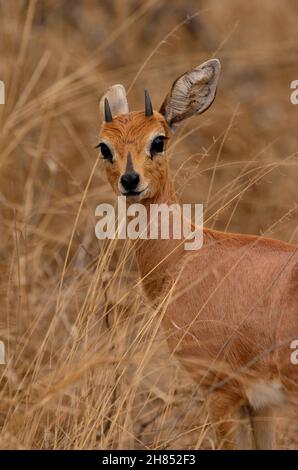 Steinböckchen, Steenbuck, Raphicerus campestris, Kruger-Nationalpark, Südafrika, Krüger-Nationalpark, Republik Südafrika Stockfoto