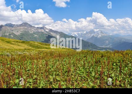 Sommer Berglandschaft mit bunten blühenden Blumen in Svaneti Region, Georgien, Asien. Schneebedeckte Berge im Hintergrund. Blauer Himmel mit Stockfoto