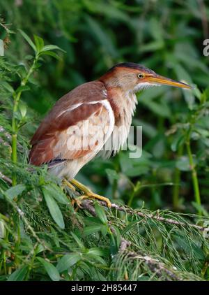 Vertikale Aufnahme einer auf einem grünen Baum thronenden Rohrdommel Stockfoto