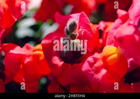 Nahaufnahme einer roten Antirhinumblume. Stockfoto