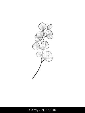 ginkgo Blätter sind eine schöne Pflanze. Skizze eines Botaniker-Tattoo. Detaillierte Skizze Vegetation Stockfoto