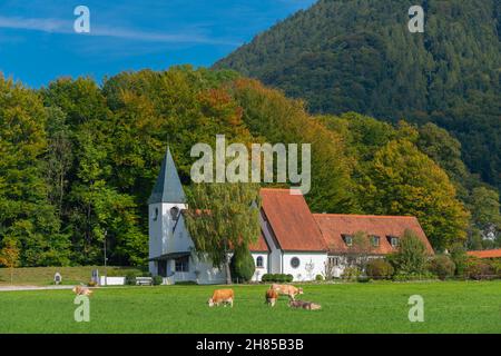 Evangelische Friedenskirche in moderner Architektur mit Rindern auf einer wiesenwald in atürnlichen Farben, Aschau, Chiemgau, Oberbayern, Süddeutschland Stockfoto