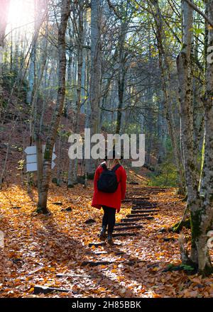 Rückansicht des Weibchens in roter Jacke und schwarzem Hut Frau mit schwarzem Rucksack klettert Holztreppe im Sevenlakes Nationalpark (Yedigoller milli Parki) Stockfoto