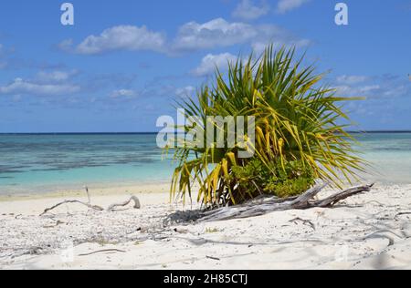 Idyllischer Blick auf den weißen Sandstrand und die Pandanus-Palme auf der kristallklaren Lagune und dem Riff von Heron Island am Great Barrier Reef Stockfoto