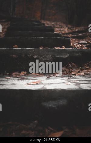 Eine Steintreppe im Wald Stockfoto