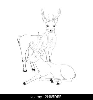 Schöne Edelhirsche sind wiederkäuende Säugetiere in der Familie. Seitenansicht. Vektor monochrome Freihand-Tinte gezeichnet Hintergrund skizzenhaft in Kunst scribble Stil Stift auf pa Stock Vektor