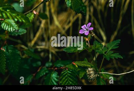 Wilde Geranien. Kleine violette Blume auf einem grünen schönen Naturhintergrund. . Hochwertige Fotos Stockfoto