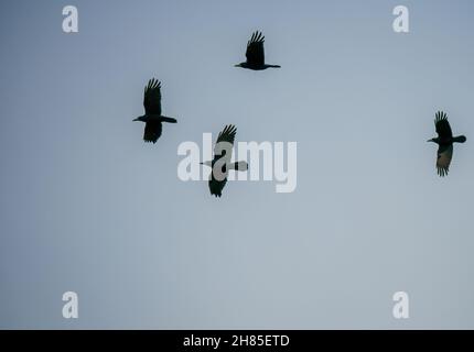 Eine Herde Krähen (corvi), die zu ihrem Nestplatz zurückkehren Stockfoto